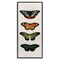 Stupell Industries Butterfly Lineup Vintage Framed Giclee, design by Dan Meneely
